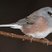 Dark-eyed Junco